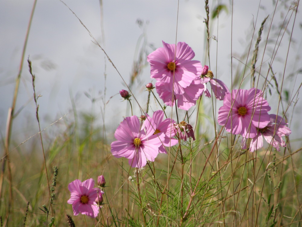 quelle est le nom de cette fleur?