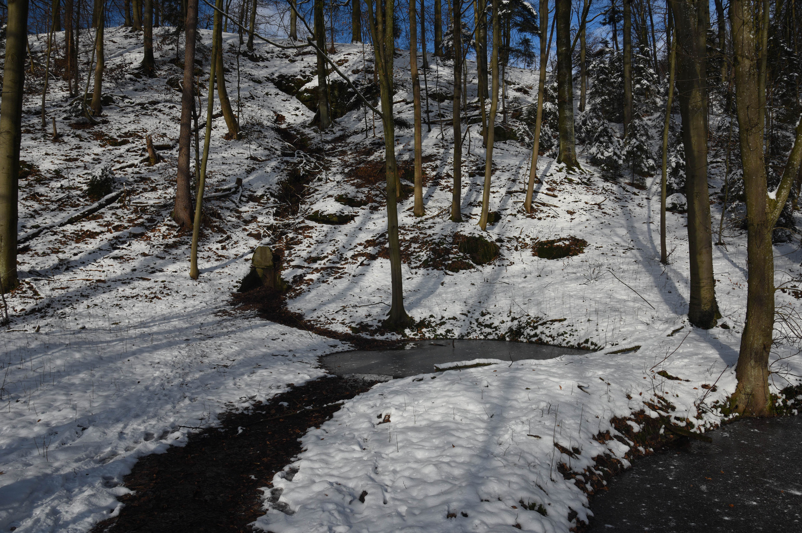 Quelle im Stromerschen Wald