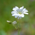 Quellen-Hornkraut (Cerastium fontanum)