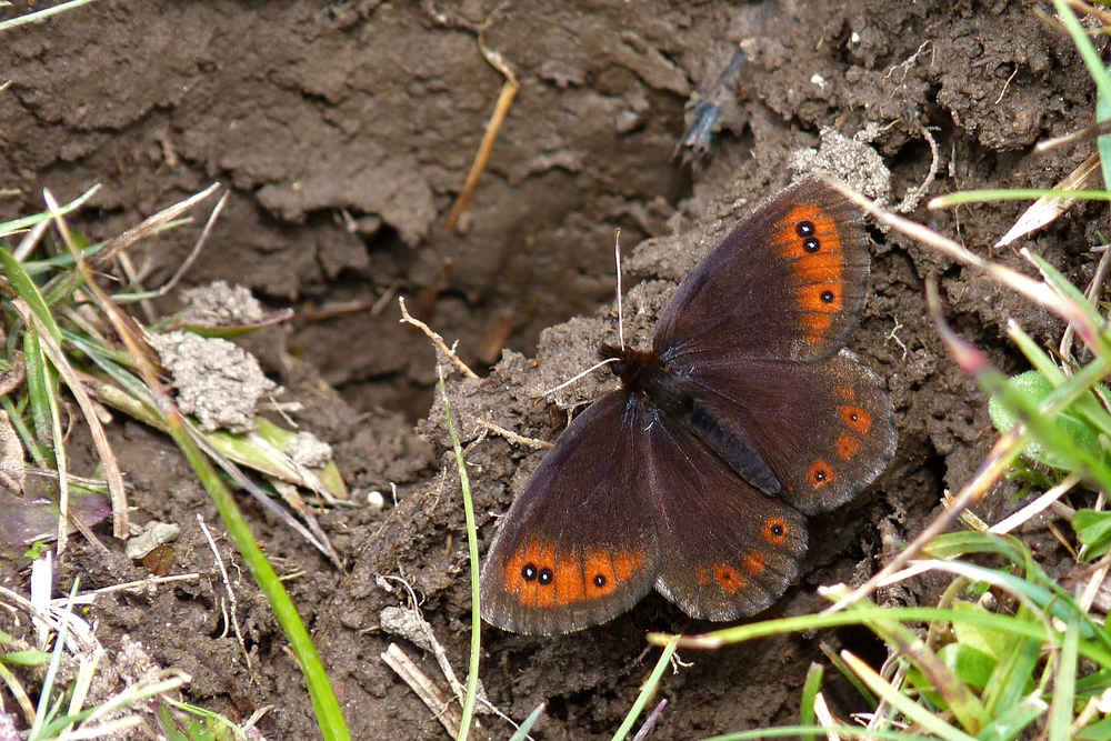 Quellen-Mohrenfalter