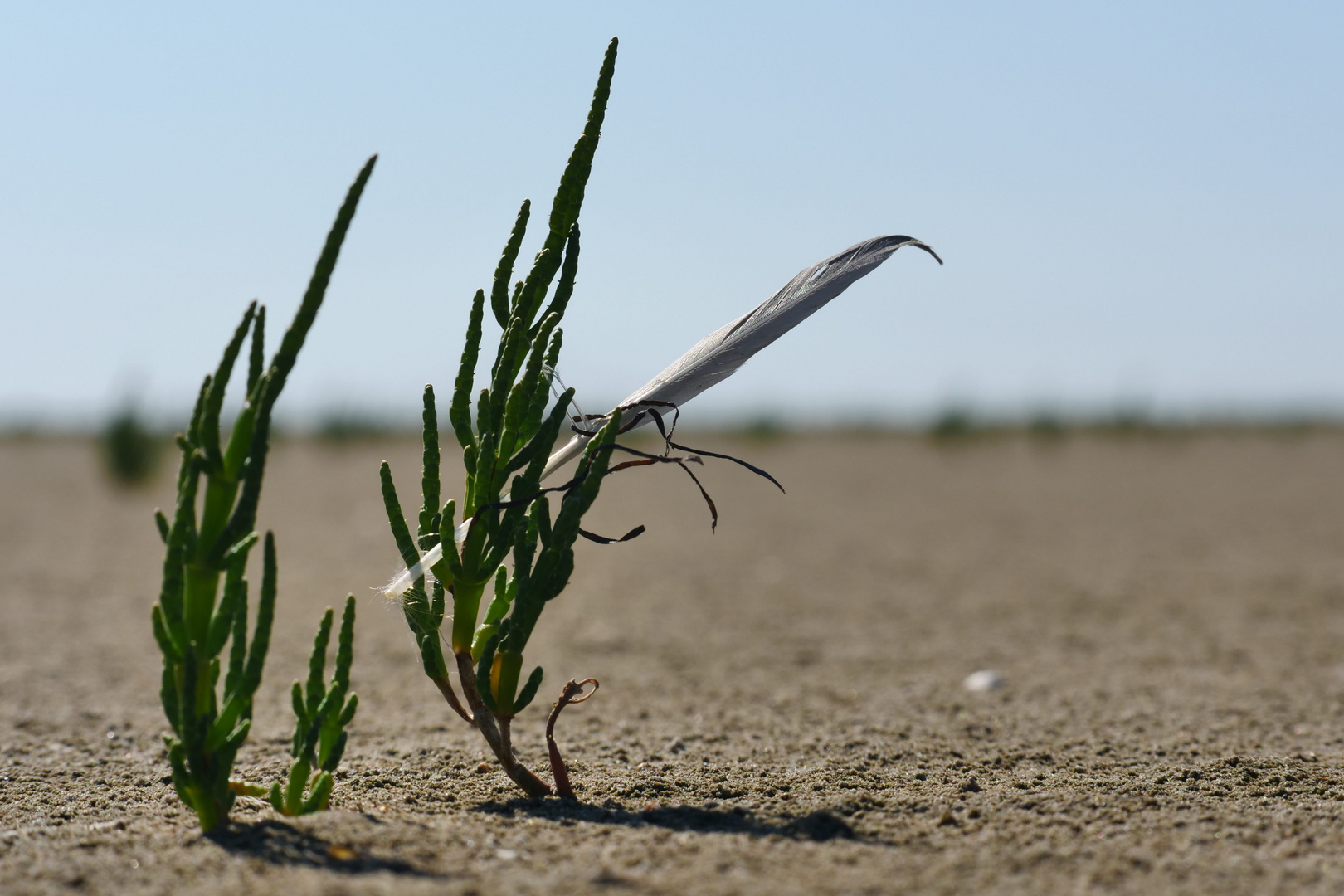 Queller Foto & Bild landschaft, lebensräume, meer & strand Bilder auf