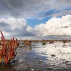 Queller im Wattenmeer