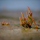 Queller im Wattenmeer