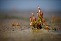 Queller im Wattenmeer