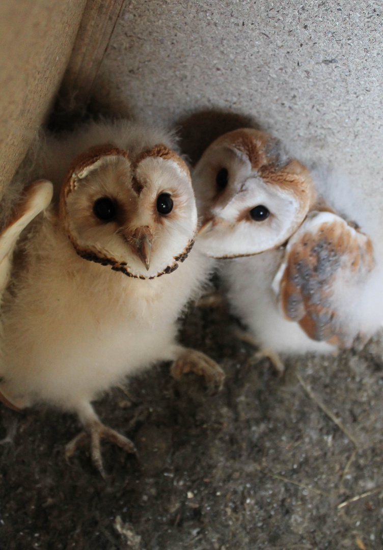 Qu'elles sont mignonnes!