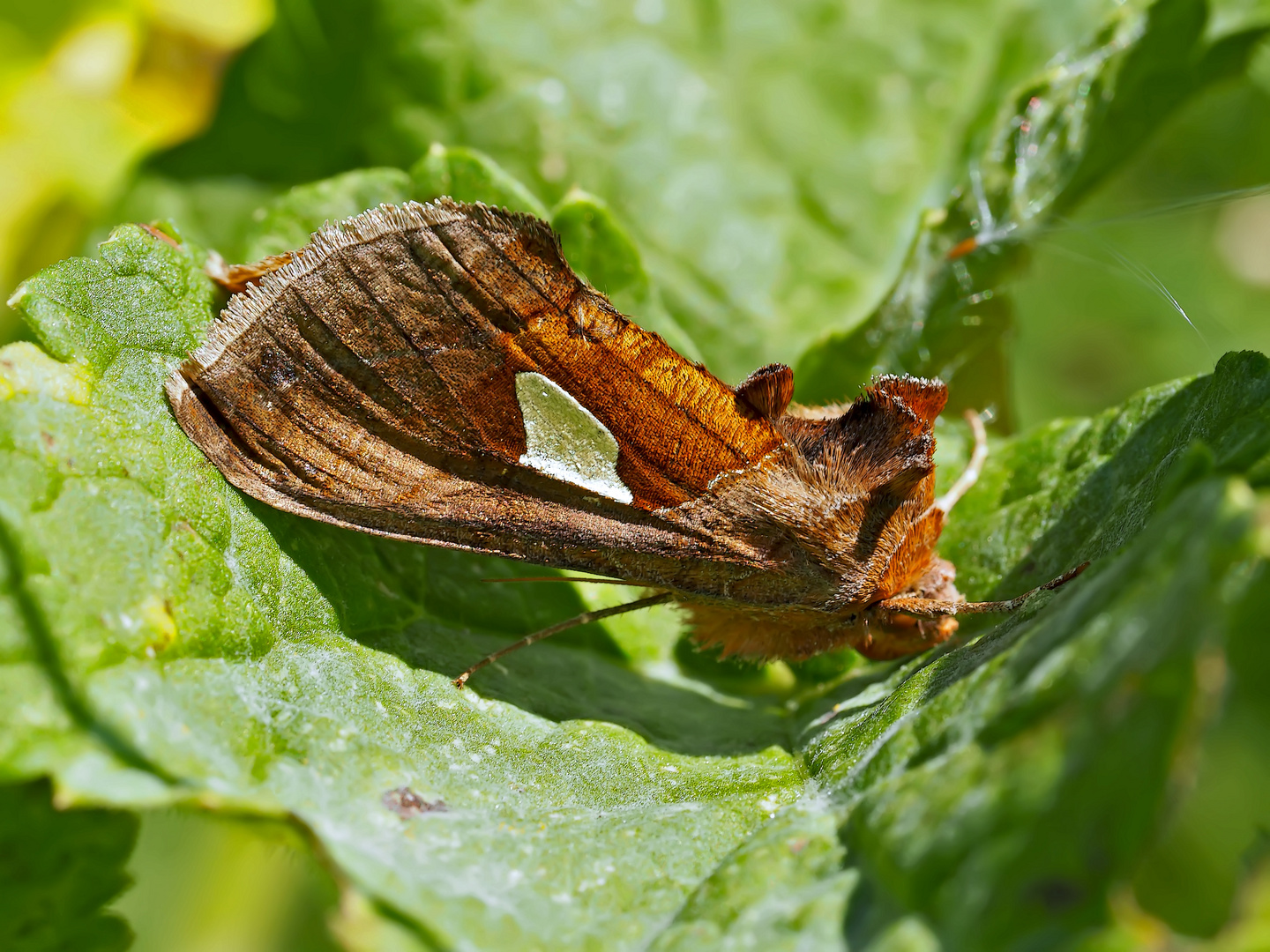 Quellhalden-Goldeule (Autographa bractea) - La Feuille d'Or.