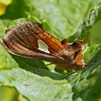 Quellhalden-Goldeule (Autographa bractea) - La Feuille d'Or.