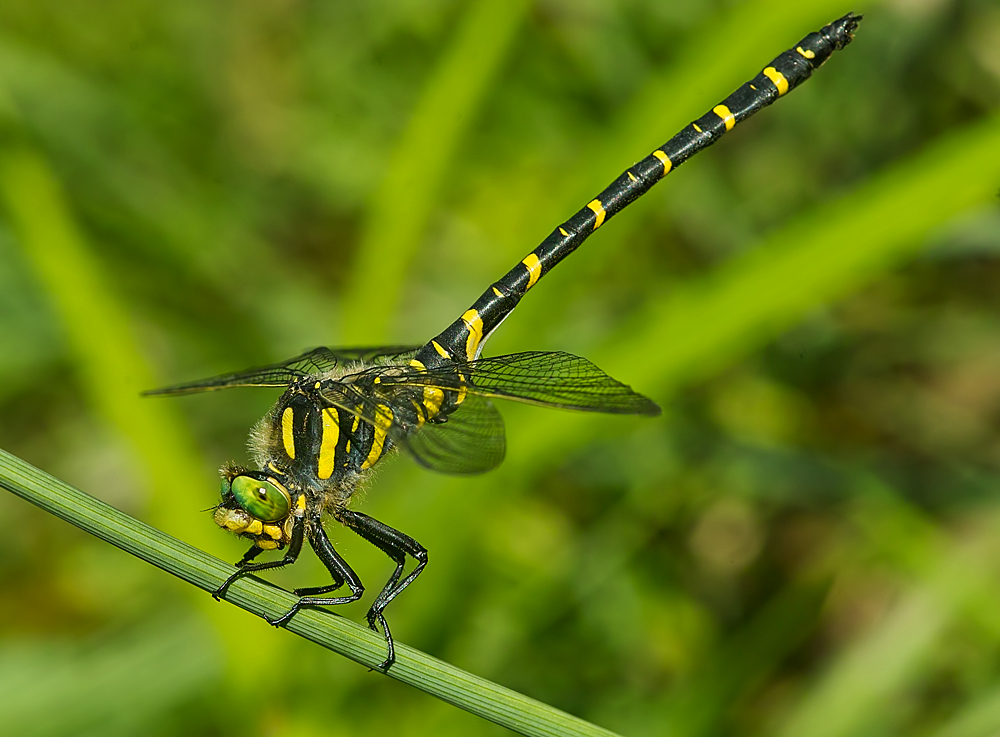 Quelljungfer