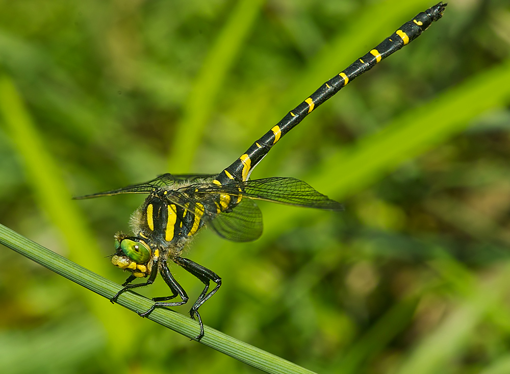 Quelljungfer