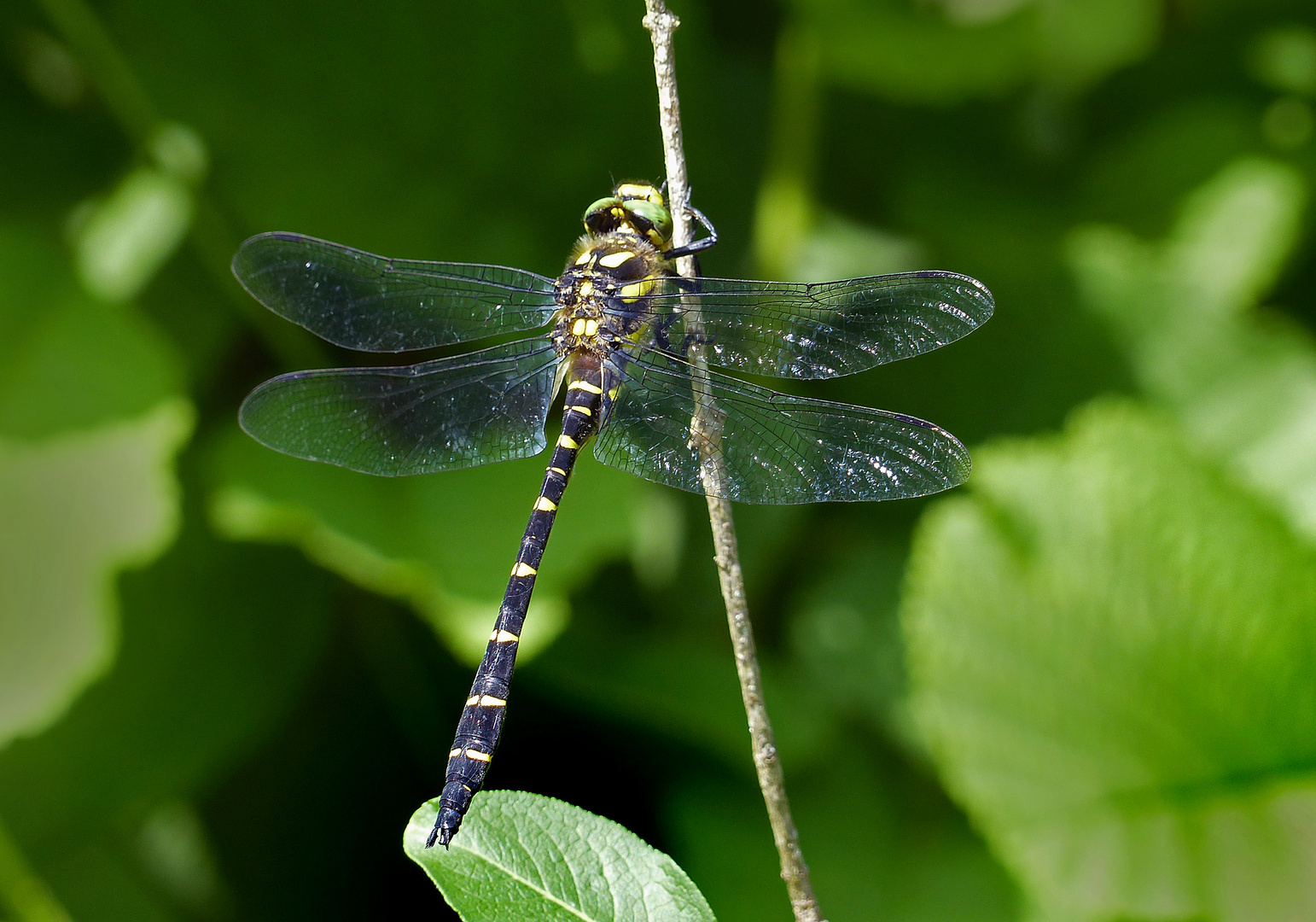 Quelljungfer