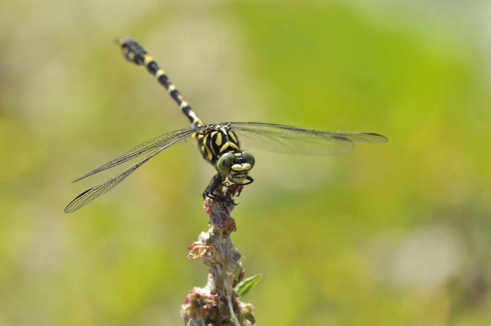 Quelljungfer