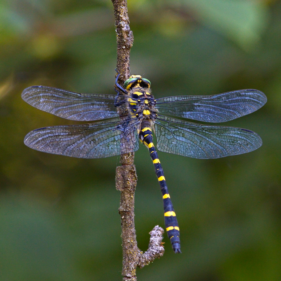 Quelljungfer