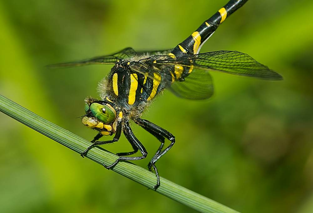 Quelljungfer Portrait