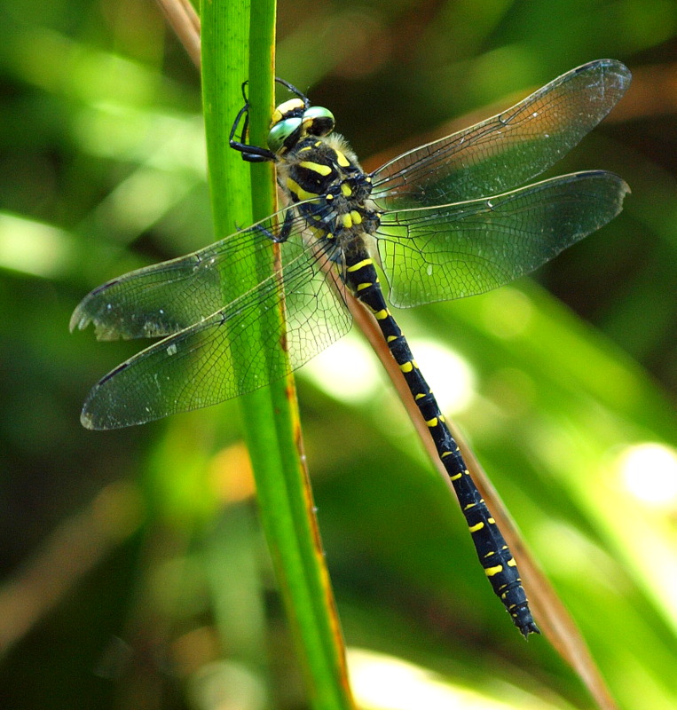 Quelljungfern