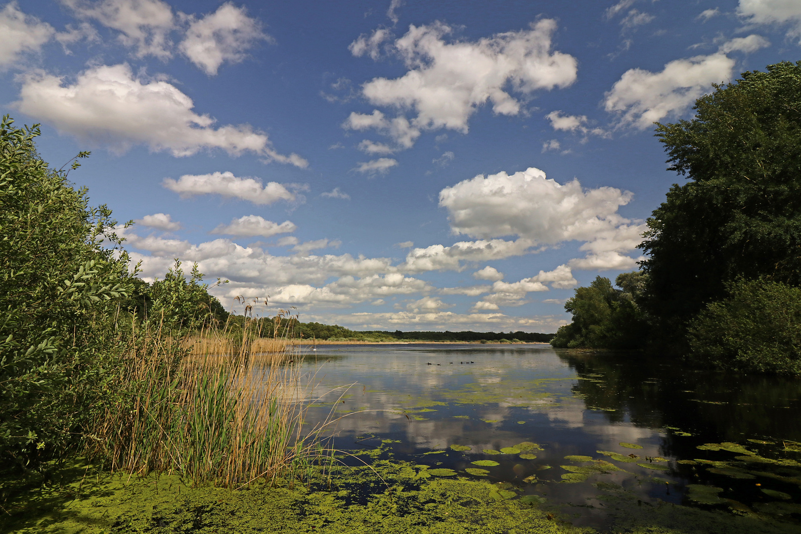 Quellwolken am blauen Himmel