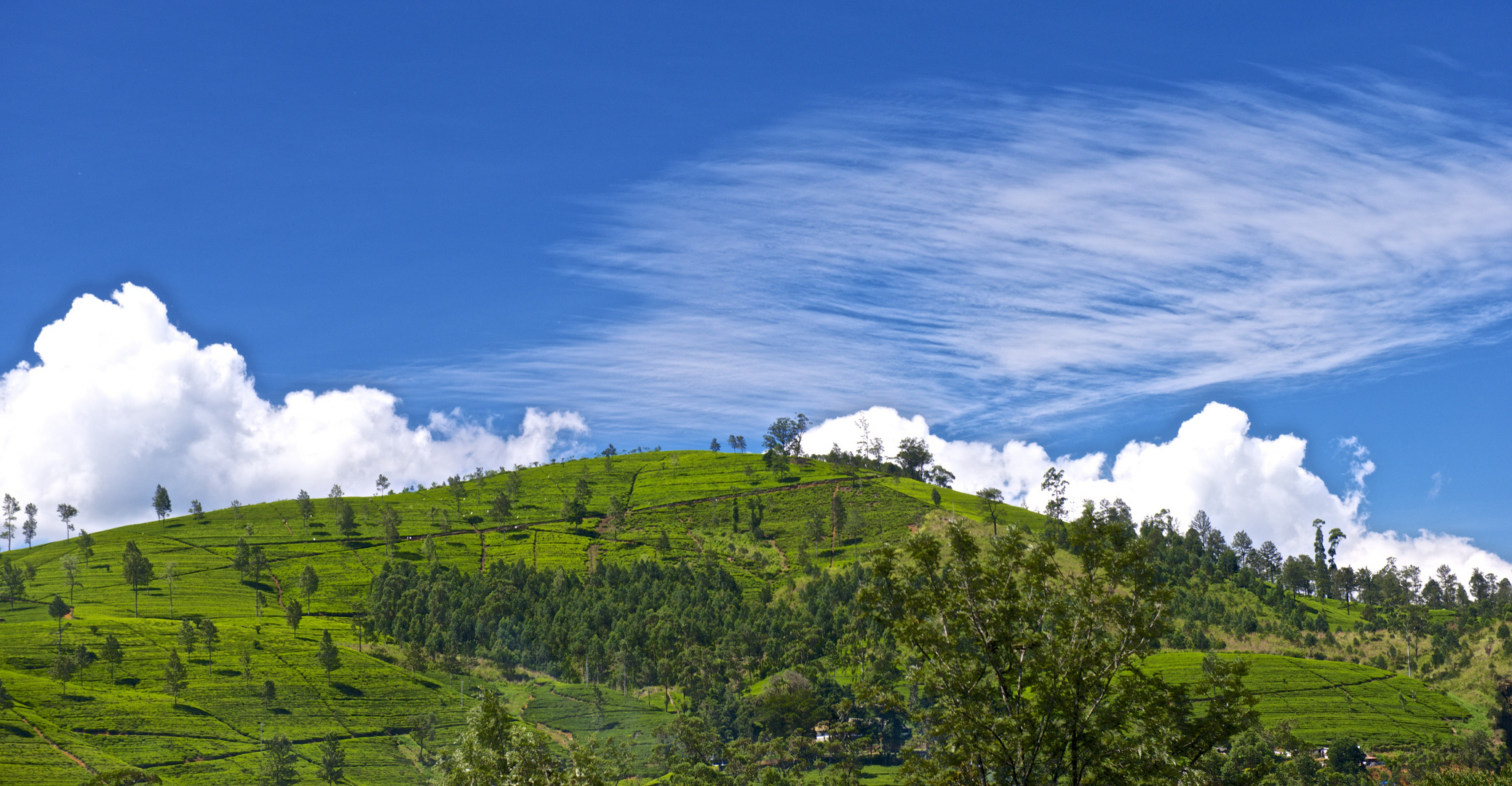 Quellwolken über den Teeplantagen