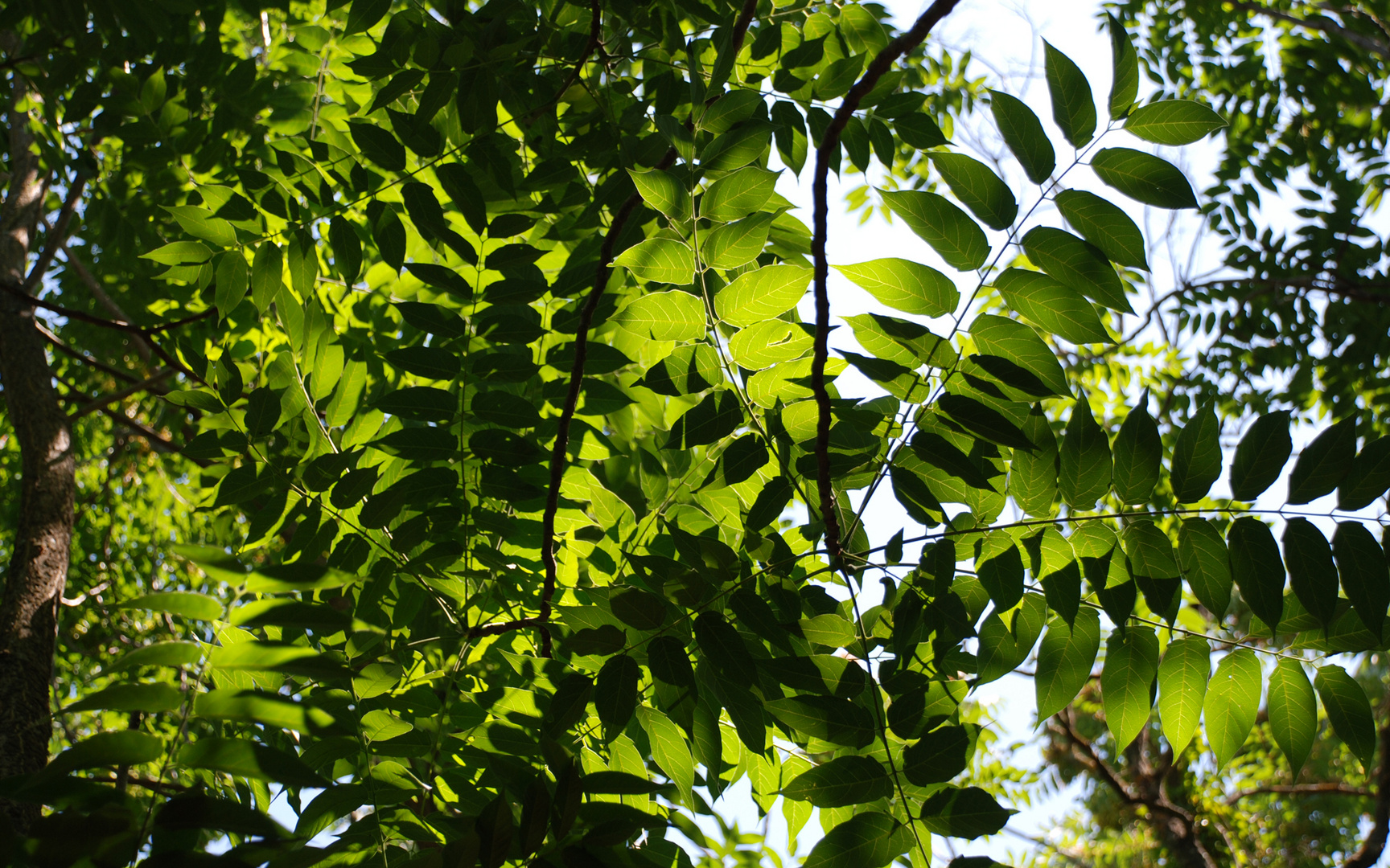 quelque chose du Douanier Rousseau