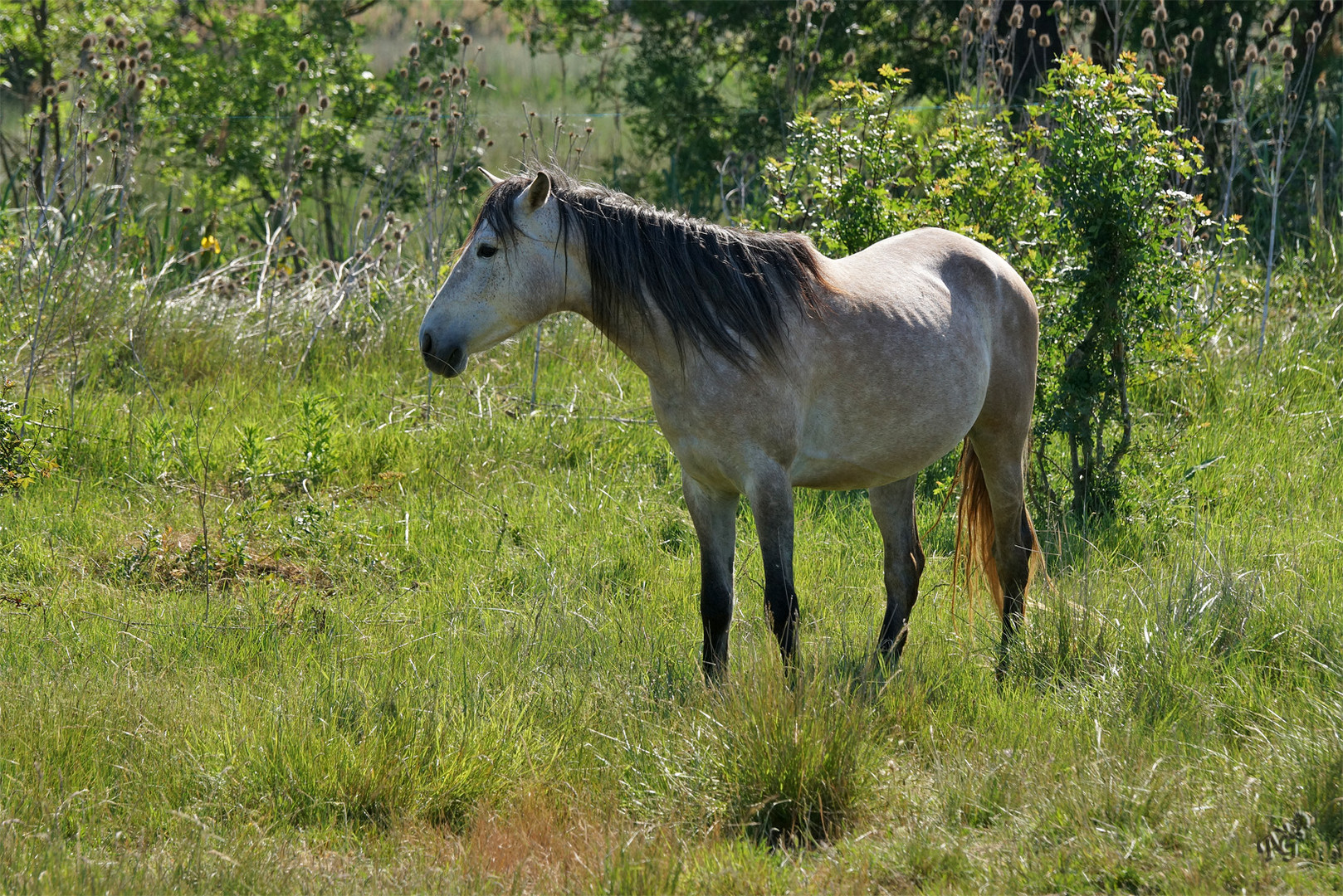 Quelque part en Camargue...