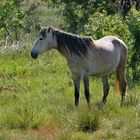 Quelque part en Camargue...