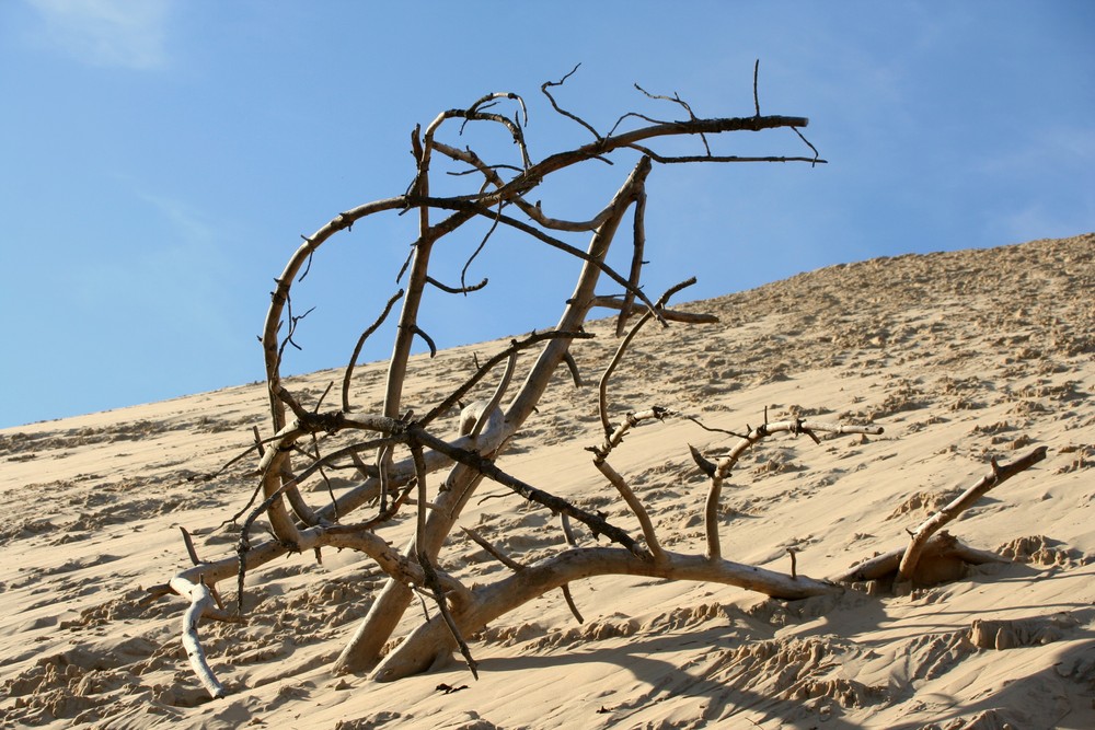 quelque part sur la dune du PYLA