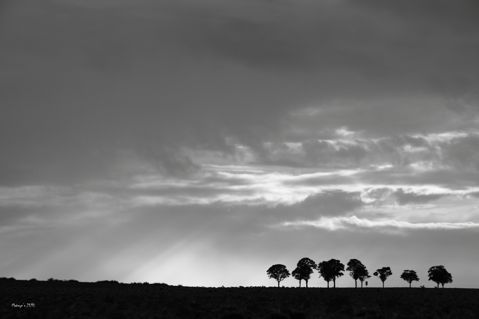 quelques arbres ?