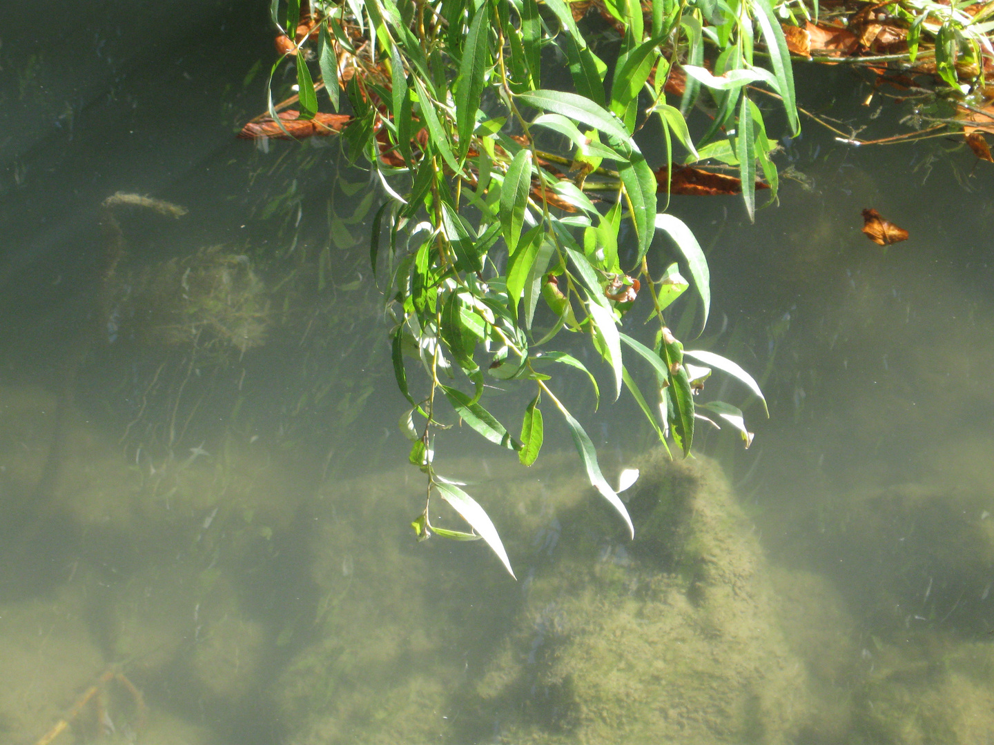 ..Quelques branches de saule, au-dessus de la Marne...