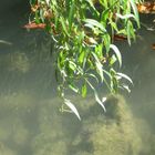 ..Quelques branches de saule, au-dessus de la Marne...