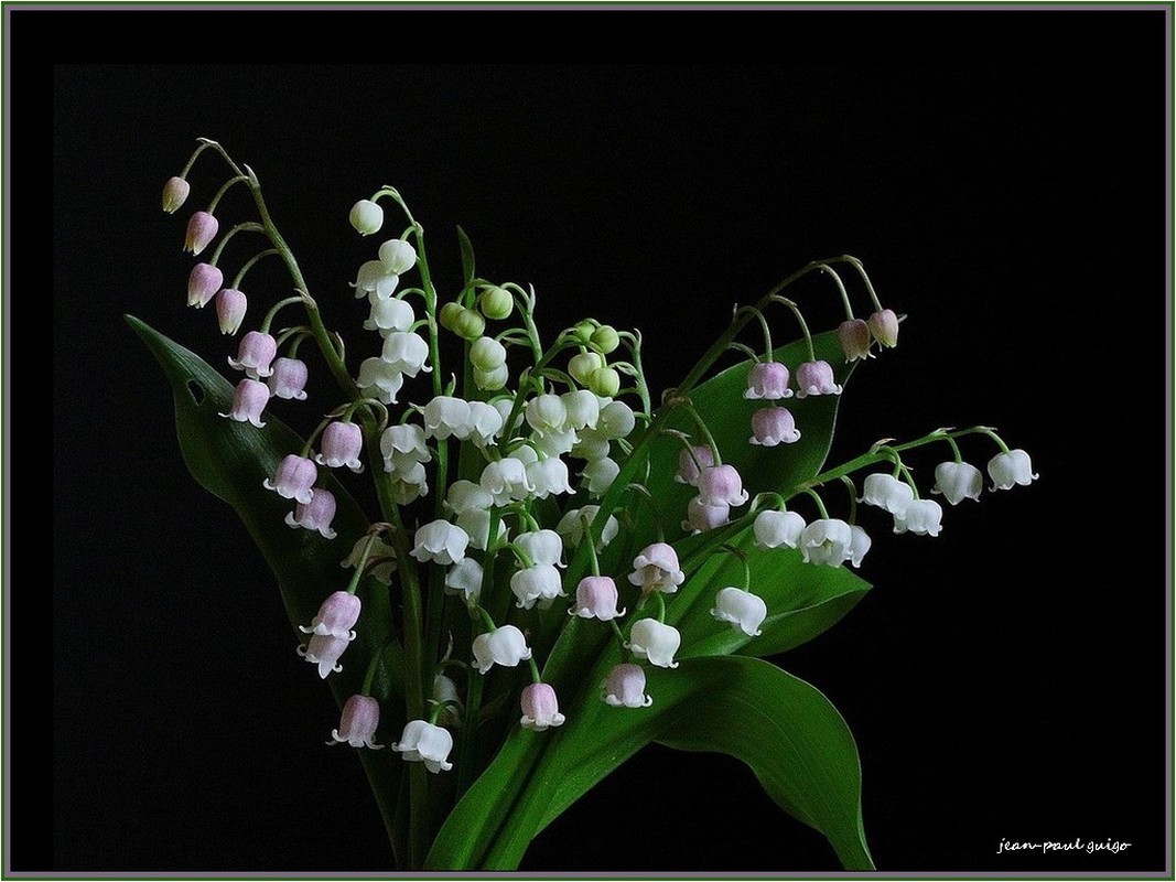  quelques brins de muguet 