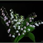  quelques brins de muguet 