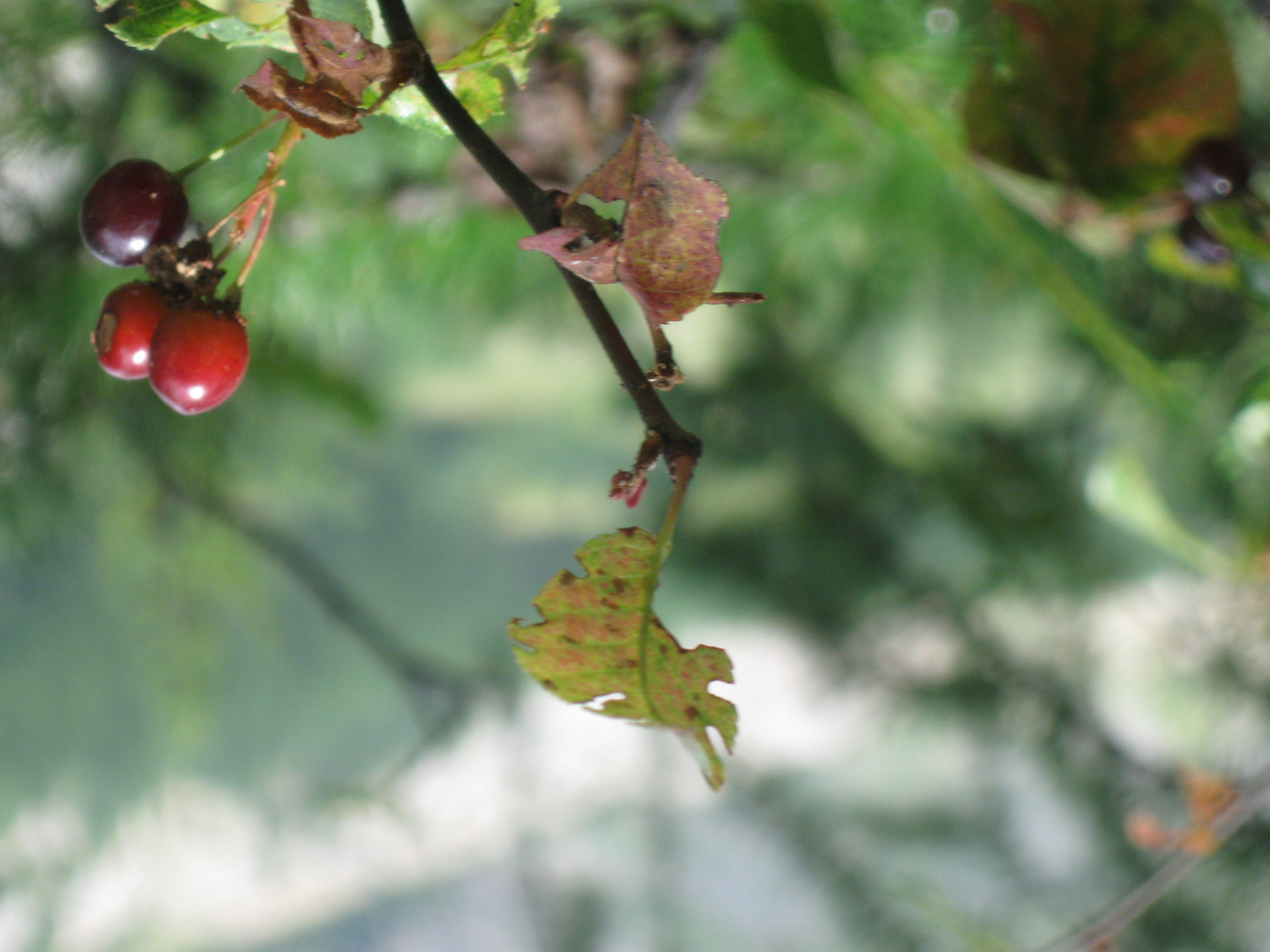 ..Quelques cerises...