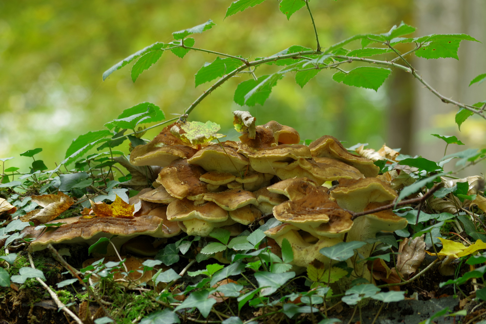 quelques champignons 