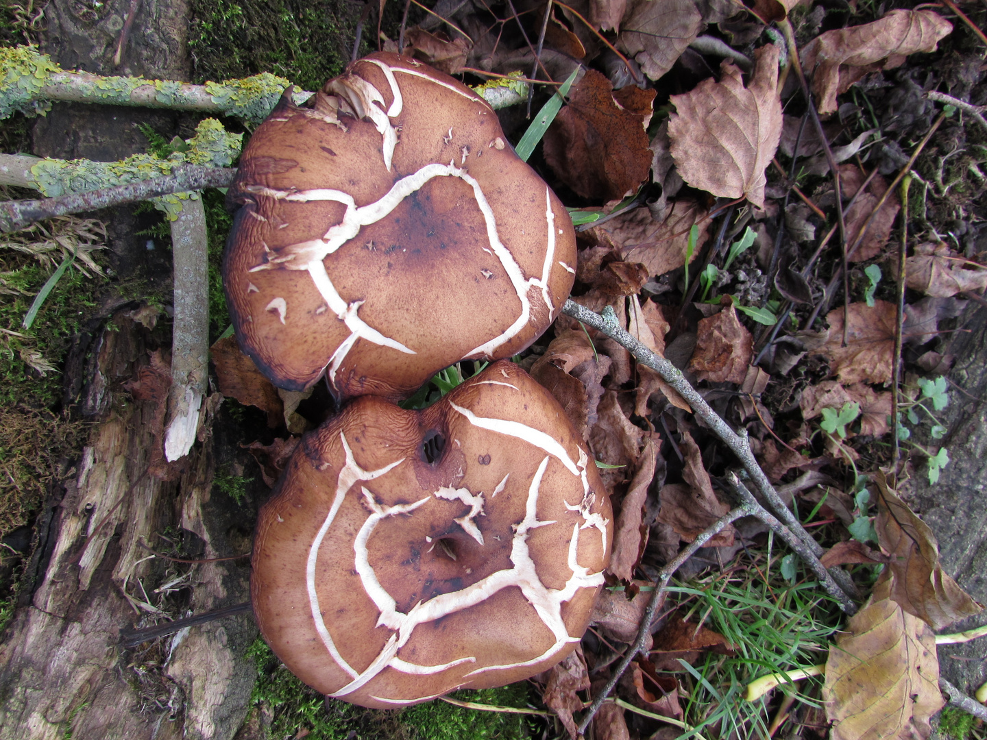 ..Quelques champignons Normands..