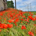 Quelques coquelicots....