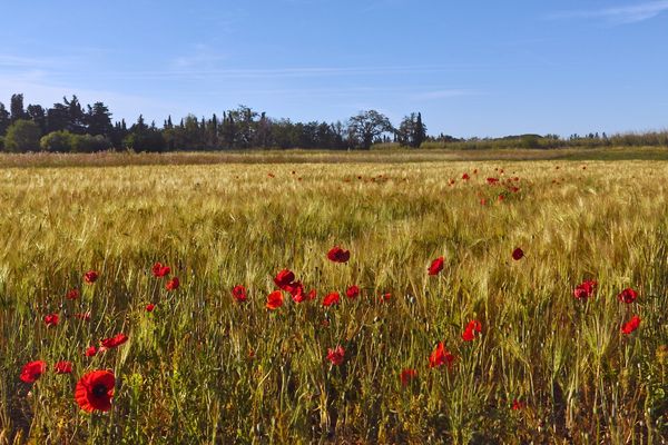 Quelques coquelicots