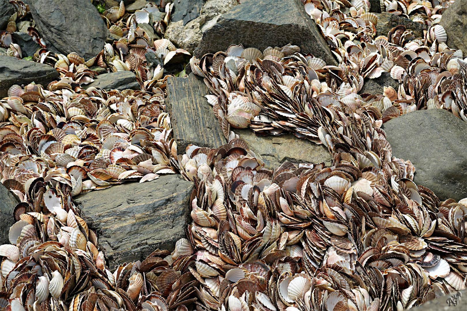  Quelques Coquilles St Jacques......