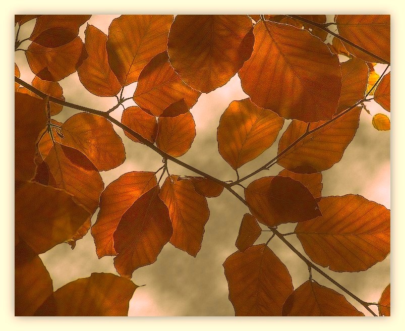 Quelques feuilles d'automne