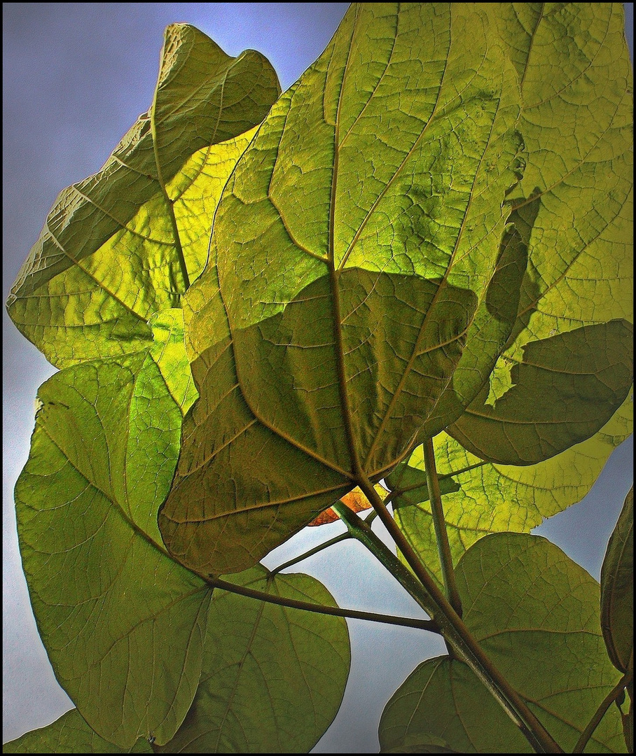 Quelques feuilles en passant