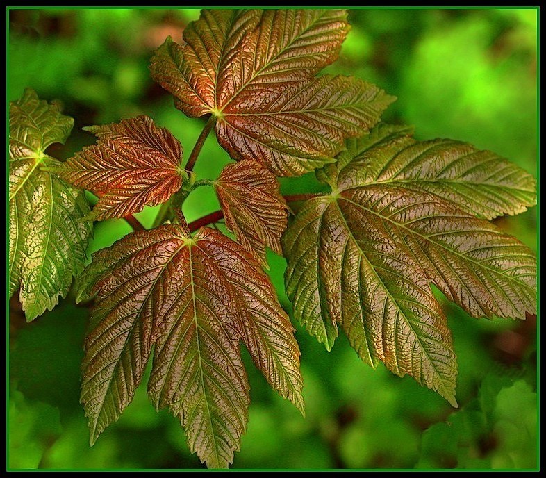 Quelques feuilles toutes neuves