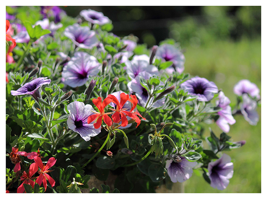 Quelques fleurs