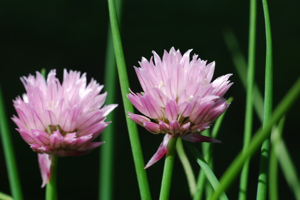 quelques fleurs...