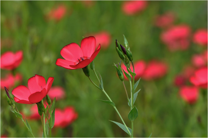 quelques fleurs...