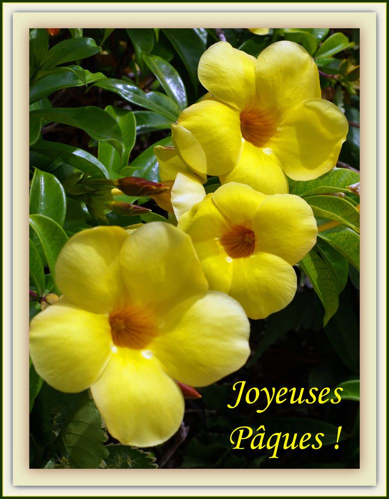 Quelques fleurs d’Allamanda de Nouvelle-Calédonie pour vous souhaiter de « Joyeuses Pâques »
