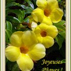Quelques fleurs d’Allamanda de Nouvelle-Calédonie pour vous souhaiter de « Joyeuses Pâques »