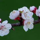 quelques fleurs de mon abricotier pour un bon week end :)))