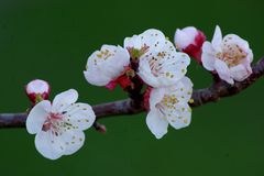 quelques fleurs de mon abricotier pour un bon week end :)))