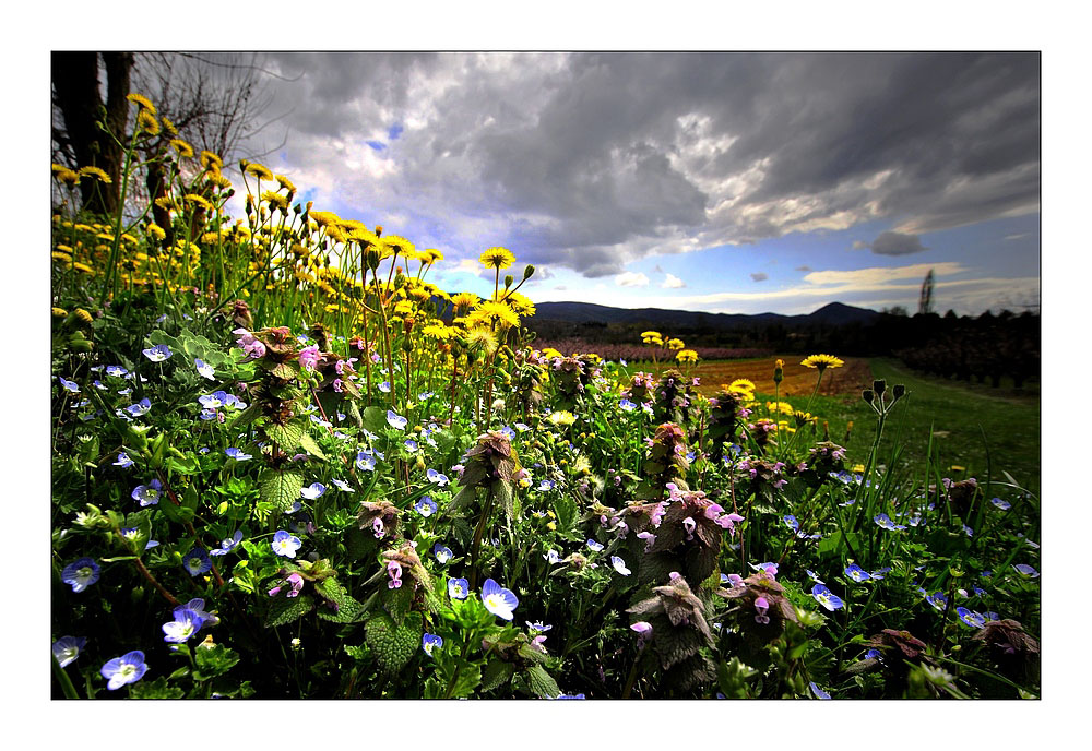 quelques fleurs de printemps