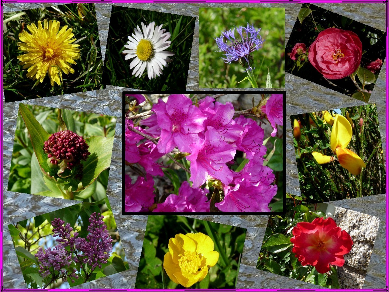 Quelques fleurs du jour photo et image fleurs, couleurs, fleur Images