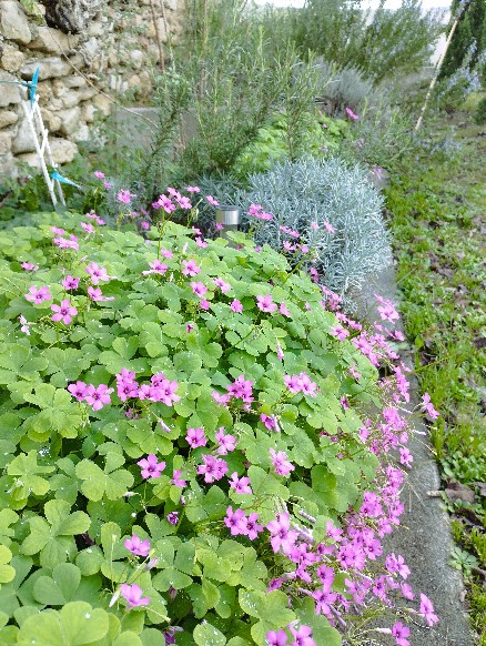 Quelques fleurs encore dans le jardin ....