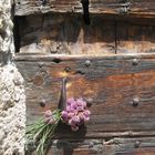 ..Quelques fleurs, laissées à la porte d'une chapelle de Hte-Montagne...