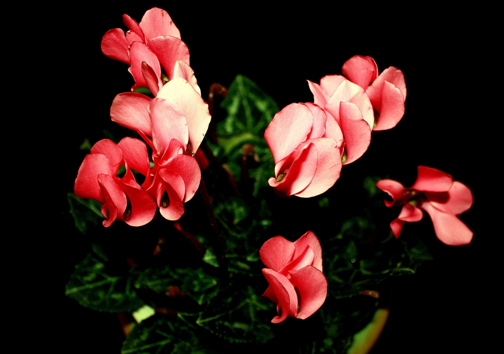 QUELQUES FLEURS POUR NOUS FAIRE ATTENDRE LE PRINTEMPS